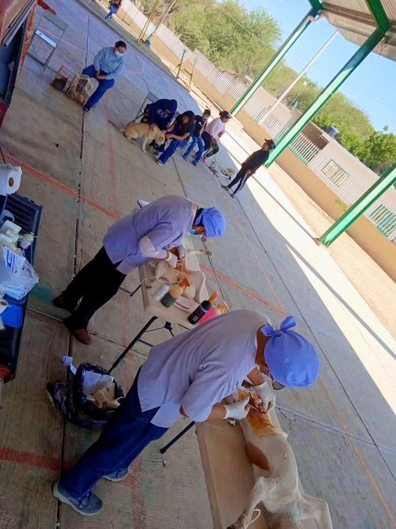 Concluimos con éxito la Primera Jornada de Esterilización Canina y Felina 2026 🐾