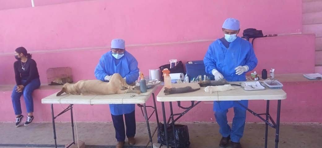 Con gran éxito concluyó la Jornada de Esterilización Canina y Felina en todas las comunidades de nuestro municipio.